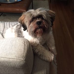 Meet your Posher, Sook